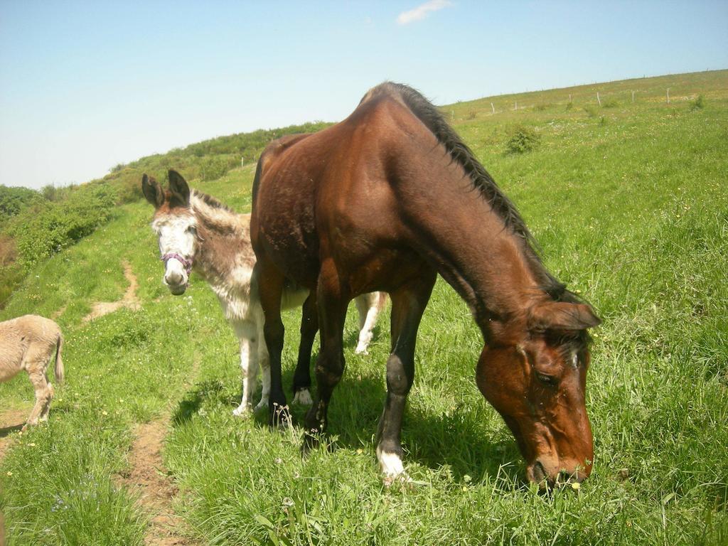 Gites "Le Bret" Saint-Sylvestre  Buitenkant foto